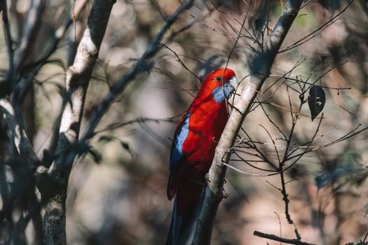 Crimson Rosella. Australian native parrot. Australian fauna. . High quality photo