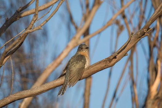 Fan-tailed Cuckoo (Cacomantis flabelliformis). High quality photo