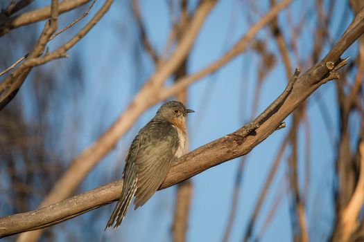 Fan-tailed Cuckoo (Cacomantis flabelliformis). High quality photo