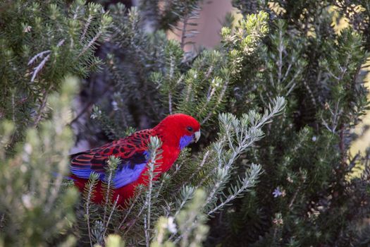 Crimson Rosella. Australian native parrot. Australian fauna. . High quality photo