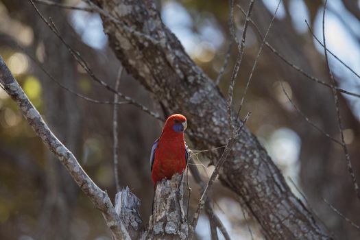 Crimson Rosella. Australian native parrot. Australian fauna. . High quality photo