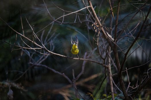 Beautiful eastern yellow robin (Australia). High quality photo