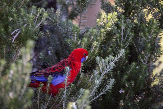 Crimson Rosella. Australian native parrot. Australian fauna. . High quality photo