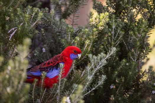 Crimson Rosella. Australian native parrot. Australian fauna. . High quality photo