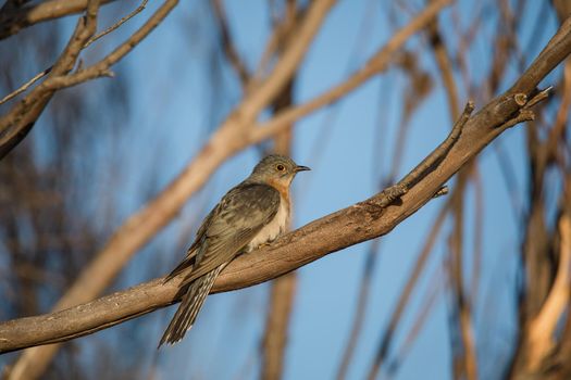 Fan-tailed Cuckoo (Cacomantis flabelliformis). High quality photo