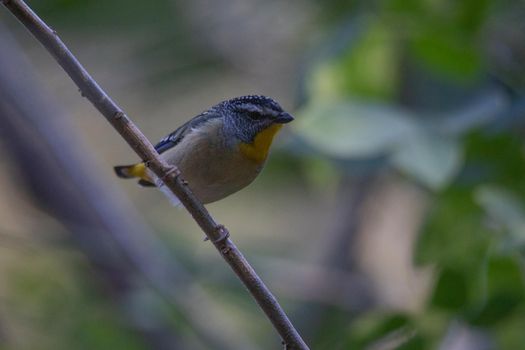 Spotted pardalote (Pardalotus punctatus) in Australia . High quality photo