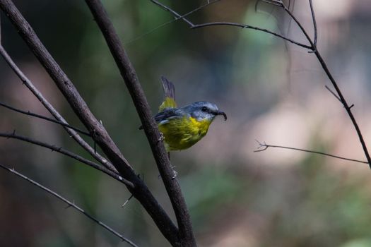 Beautiful eastern yellow robin (Australia). High quality photo