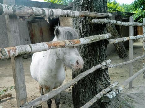 The horse behind the fence is bored in the middle of early autumn. High quality photo