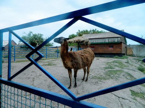 The horse behind the fence is bored in the middle of early autumn. High quality photo