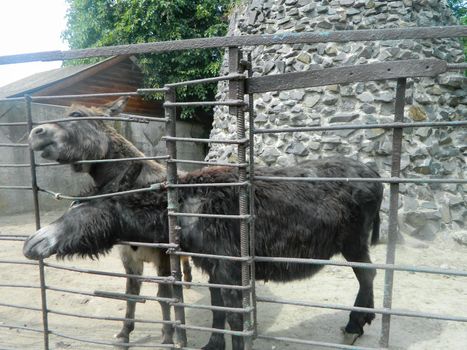 The horse behind the fence is bored in the middle of early autumn. High quality photo