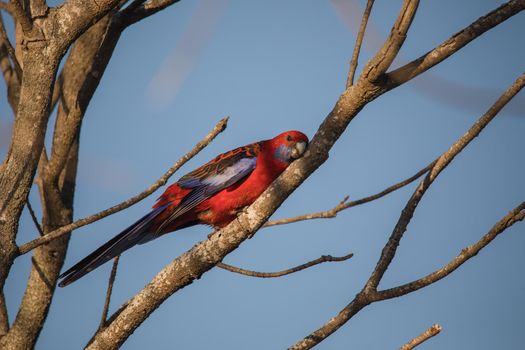 Crimson Rosella. Australian native parrot. Australian fauna. . High quality photo