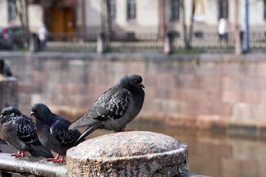 Pigeons sit on the granite parapet of the embankment, close up of a bird on the background of the cityscape