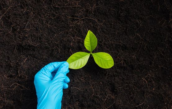 Hand of researcher woman wear rubber gloves touching green leaves after the plant on fertile black soil, Concept of Save World, Earth day and Hands ecology environments