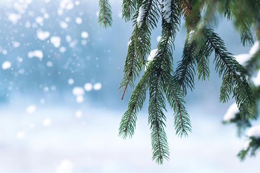 frost and snow on green needles of forest fir trees