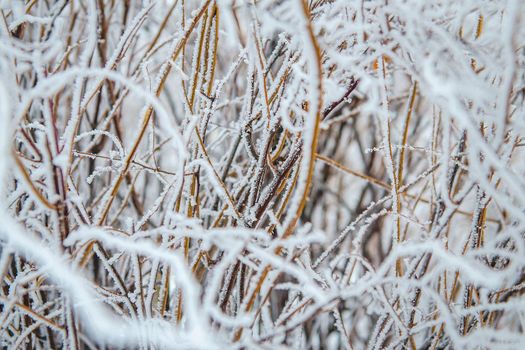 frost and snow on dry forest bushes and seeds