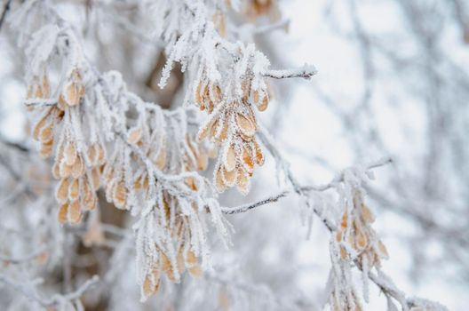 frost and snow on dry forest bushes and seeds