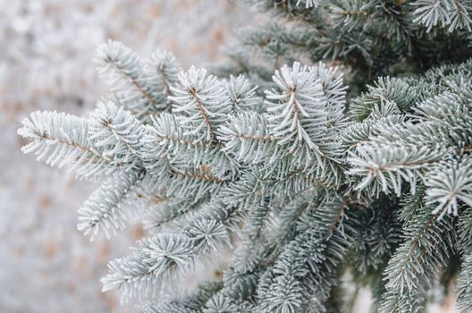 frost and snow on green needles of forest fir trees