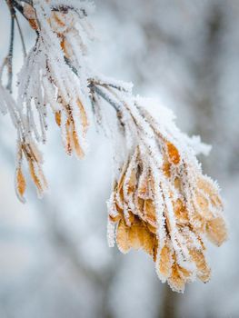 frost and snow on dry forest bushes and seeds