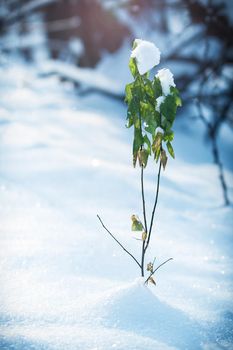 frost and snow on dry forest bushes and seeds