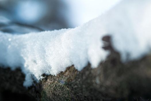 frost and snow on dry forest bushes and seeds