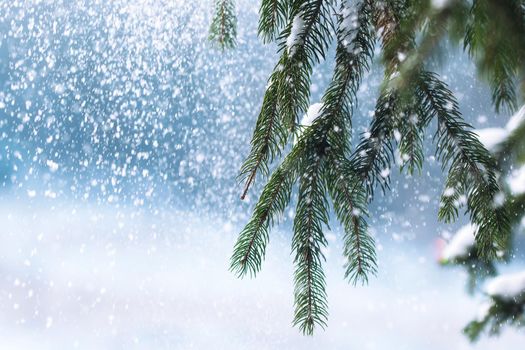 frost and snow on green needles of forest fir trees