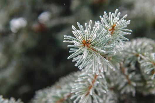 frost and snow on green needles of forest fir trees