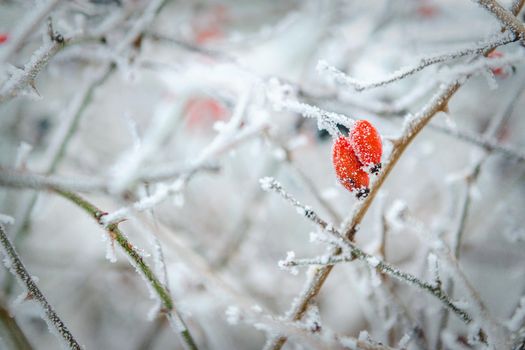 frost and snow on dry forest bushes and seeds