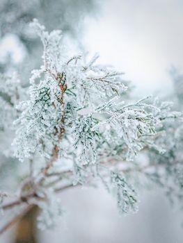 frost and snow on green needles of forest fir trees