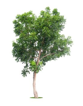 The freshness big green tree isolated on white background.