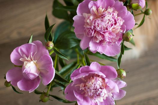 Close up of bouquet of fresh pink peonies, seasonal concept.