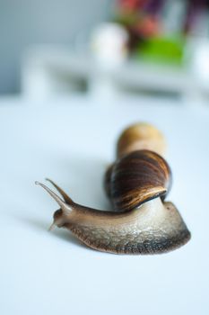 Dark brown snail achatina is crawling on white table on blurred background of the room or kitchen.