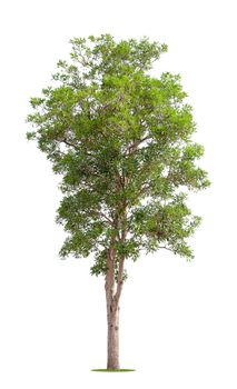 The freshness big green tree isolated on white background.