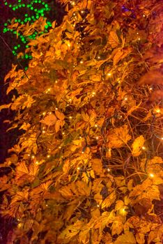 Decorative lights garland covering a bush with yellow leaves. New Year eve celebration