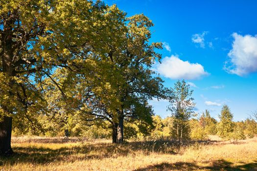 Lonely oak tree by the river in autumn. Old oaks by the pond