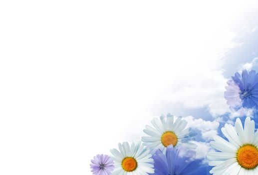 Beautiful flowers daisy as border on white background with free space