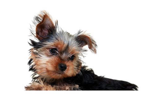 Alone funny puppy yorkshire terrier on white background