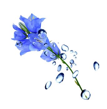 Nice blue wildflower between water drops on white background