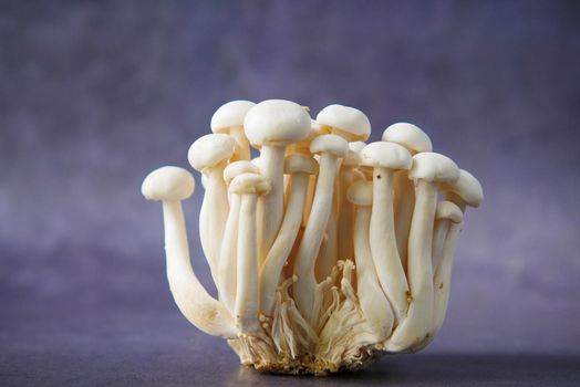 Shimeji mushroom in bowl on black background