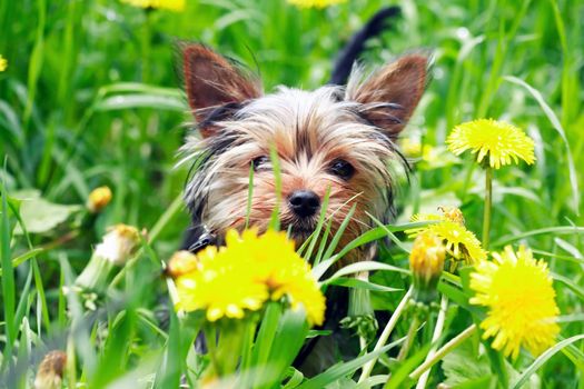 Funny little dog in grass among the yellow dandelions