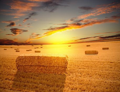 View of field at sunset in the summer season