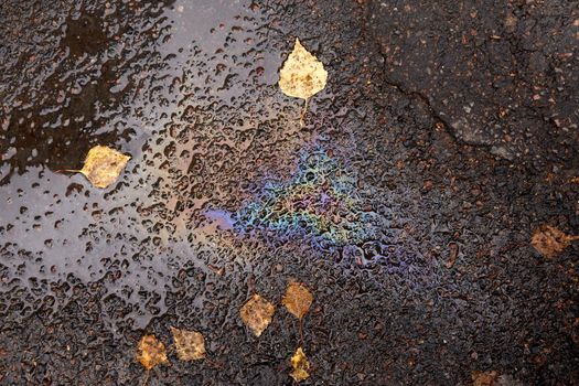 A spot of gasoline on wet asphalt with fallen birch leaves. Environmental pollution