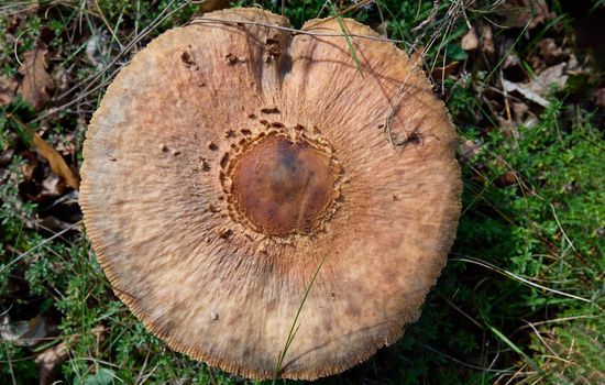 Hat Macrolepiota procera or Large Parasol Mushroom seen from above.
