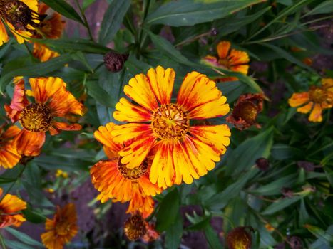 Orange blooming cosmea in the garden on an autumn day.