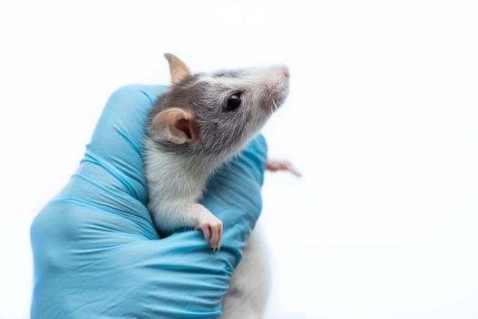 A gray rat at a vet's appointment. A hand in a blue glove holds a rat. Rat health examination.