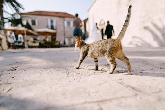 A gray cat walks on the asphalt past the bride and groom. High quality photo