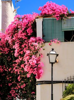 Typical Andalusian whitewashed facade with beautiful pink bougainvillea in Mojacar