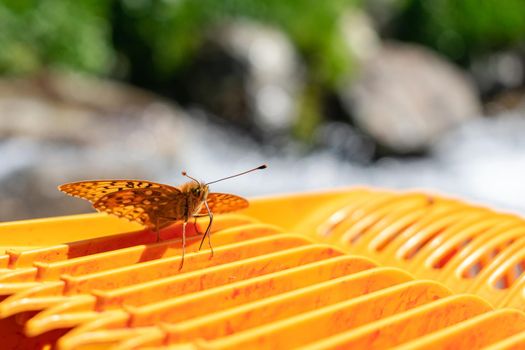 The moth sat on the ribbed bright orange surface of the nectar scoop