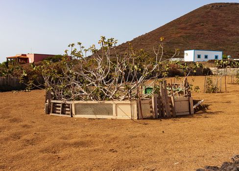 View of fig tree in the Linosa countryside, Sicily