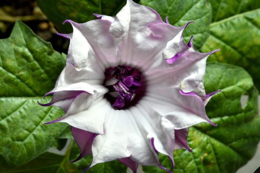 thorn apple with violet and white flower