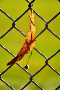 autumnal colored lime tree leaf in a fence in backlit